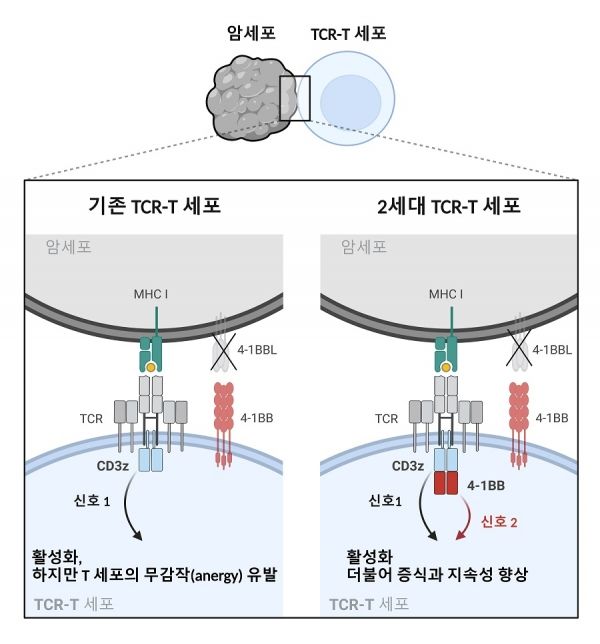 2세대 TCR-T 세포의 신호전달 메커니즘 모식도. TCR 의 신호전달에 핵심 하위유닛인 CD3z에 4-1BB의 신호전달도메인이 합성된 퓨전 CD3z 모듈을 구축함. 퓨전 CD3z 모듈이 발현된 2세대 TCR-T 세포는 면역억제환경에서 기존의 TCR-T 세포보다 향상된 증식과 지속성을 보임. 출처 : KAIST
