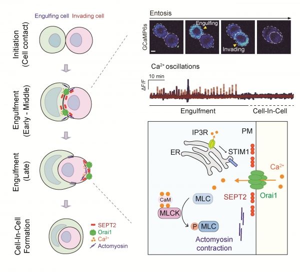 Orai1 칼슘채널에 의해 조절되는 새로운 비사멸 세포 죽음 엔토시스 (Entosis). 출처 : UNIST