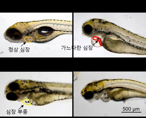 미세플라스틱과 BaA에 복합 노출된 제브라피시 치어의 심장 기형의 변화. 미세플라스틱과 BaA를 복합 노출시킨 제브라피시 치어는 미세플라스틱의 크기가 작을수록 심장 기형 발생이 증가하였다. 출처 : 한국생명공학연구원