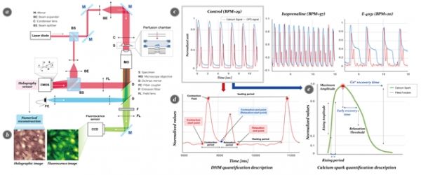 홀로그래피 이미징 기술과 칼슘 이미징 기술 결합 기반 심장근육세포 수축 운동 및 칼슘 동역학 동시 측정 시스템 개요도. 출처 : DGIST