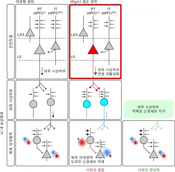 대뇌 전전두엽의 ‘시냅스 단백질 IRSp53’ 결손과 보상회로의 연관성. 출처 : IBS