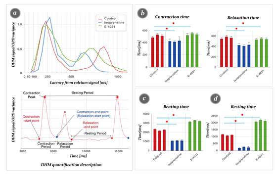 심근세포 운동성과 세포 내 칼슘 동역학과의 상관관계 분석 실험결과. 출처 : DGIST