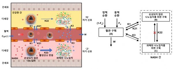 망간 이온 결합 빌리루빈 나노입자의 비알콜성 지방간염에서의 모니터링 모식도. 출처 : KAIST