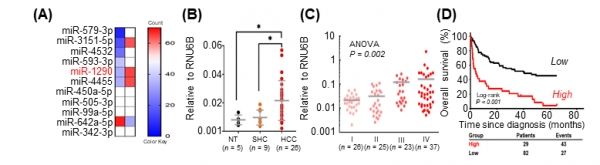 간암 환자의 miR-1290 과발현 확인 (A)간암 환자와 정상과 비교를 통해 간암에서 특히 과발현 되어 있는 miR-1290을 선별함 (B)정상인(NT), 지방간염병증(SHC; steatohepatitics cirrohosis), 간암(HCC; hepatocellular carcinoma)의 비교에서 miR-1290이 간암에서 가장 높게 발현이 되고 있음 (C)간암의 스테이지 단계별로 확인하였을 때 miR-1290이 말기 간암 환자에서 가장 높게 발현되어 있음 (D)생존 분석을 하였을 때 miR-1290이 높은 환자의 생존이 낮음을 확인함출처: 한국생명공학연구원