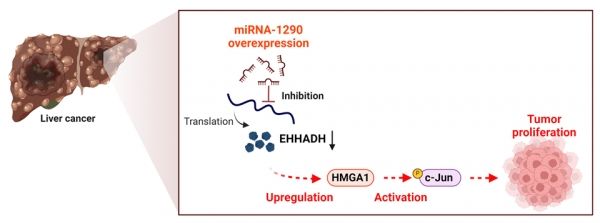 miR-1290의 발현 증가에 따른 간암 치료 모델 제시. miR-1290의 발현을 억제하는 miR-1290 저해제 처리로 간암 성장을 억제하는 모델 개발. 출처: 한국생명공학연구원