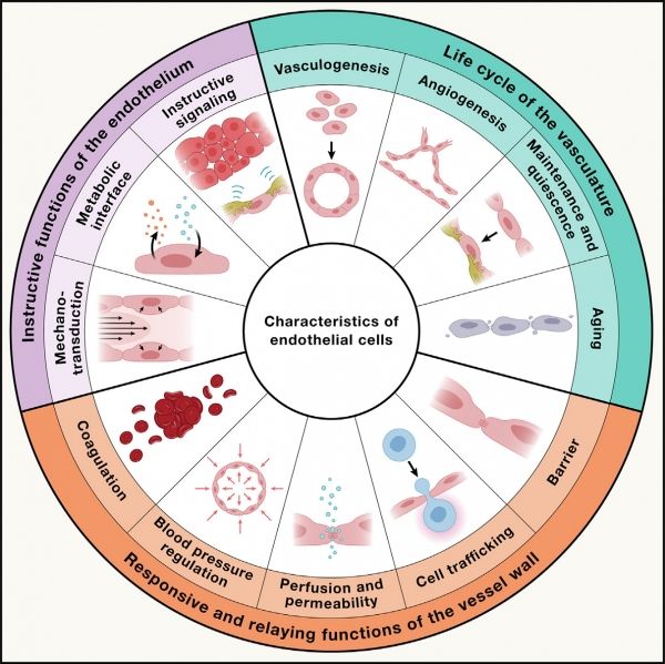 혈관내피세포의 특성. 혈관내피세포는 혈관의 형성과 유지, 혈압 조절, 응고 조절 등의 기본적인 역할뿐만 아니라, 장기와 대사 기능을 지시하고 조절하는 중요한 역할을 수행한다.출처: IBS
