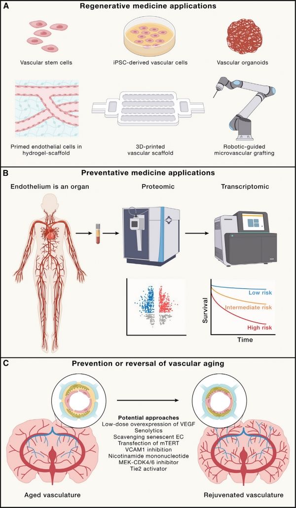 혈관 연구의 응용 분야. 혈관 연구는 A) 재생 의학, B) 예방 의학, C) 노화 연구에서의 중요한 역할을 한다. 출처: IBS