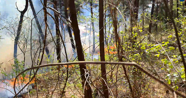 산불이 발생한 강릉시 난곡동 / 산림청 제공