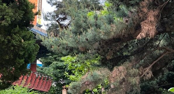 관리가 시급해보이는 소나무 (사진=안민희 기자)