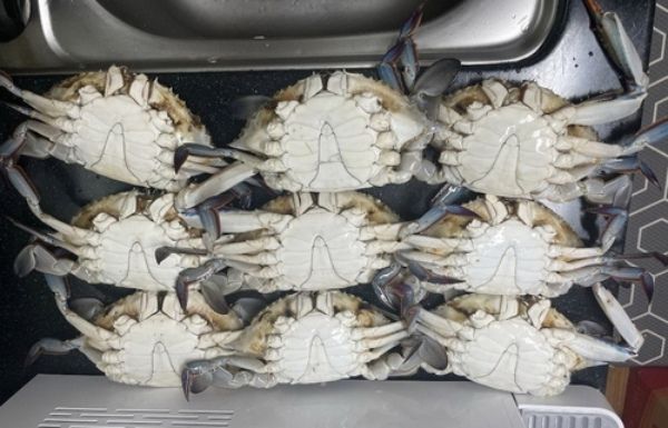 소래포구에서 구매한 다리 떨어진 꽃게. /온라인 커뮤니티