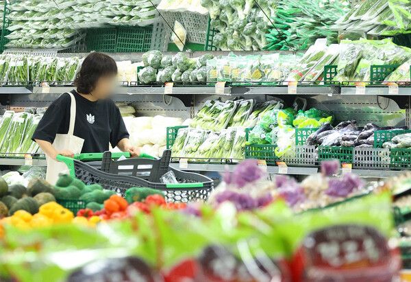 한국물가정보는 추석을 3주 앞두고 전통시장과 대형마트의 차례상 품목 구입 비용(4인 가족 기준)에 따르면 장마 이후 날씨 안정과 늦은 추석으로 배추(30%↓·전통시장 기준)와 애호박(33.33%↓), 대파(16.67%↓) 등의 가격이 지난해보다 크게 내린 것으로 나타났다. 일조량 부족 및 생육 환경 악화 등으로 사과값(33.33%↑)과 밤(14.29%↑) 가격이 오른 것으로 나타났다./연합뉴스.