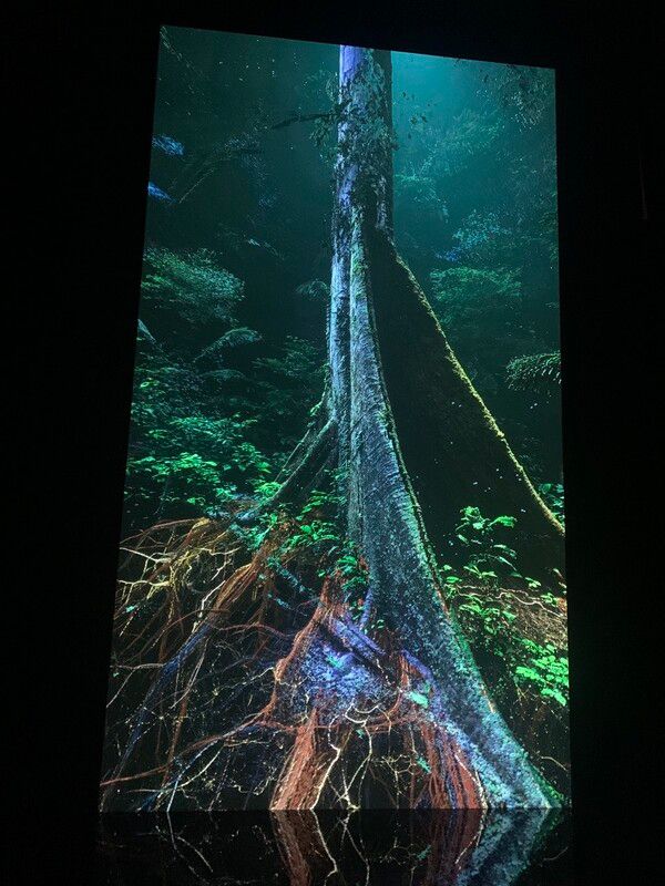 마시멜로 레이저 피스트 팀의 ‘발견되지 않은 숲의 성역(2022)’ /박종훈 기자