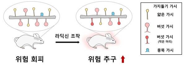 위험회피군 측좌핵 내 라딕신 과발현 후 버섯 가시의 모양 변화./세브란스병원 제공