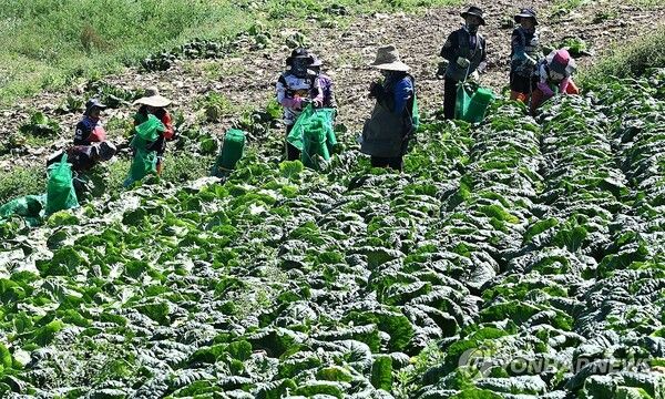 국내 최대의 고랭지 채소밭인 강원 강릉시 왕산면 대기리 안반데기에서 고랭지 배추 출하가 한창이다. / 연합뉴스