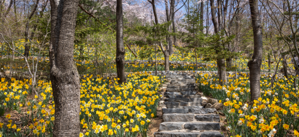 화담숲 '봄 수선화 축제'에서 수선화 군락이 물결을 이루고 있다. /곤지암리조트 제공