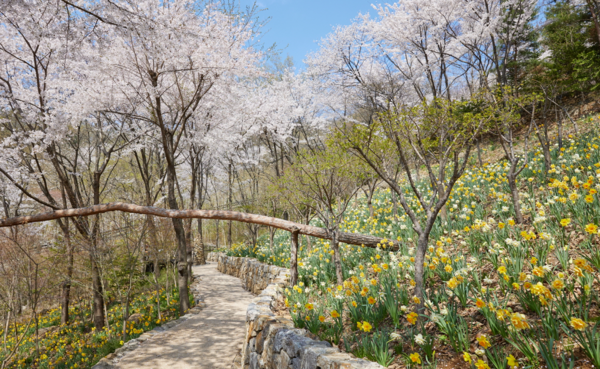 화담숲 탐매원에는 매화나무와 수선화의 봄꽃 향연이 펼쳐진다. /곤지암리조트 제공