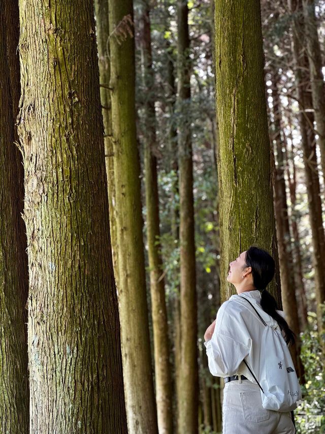 해비치 리조트 제주 웰니스 프로그램 중 '포레스트 트레킹'. 물영아리 오름에서 자연을 느끼는 모습. /강상헌 기자