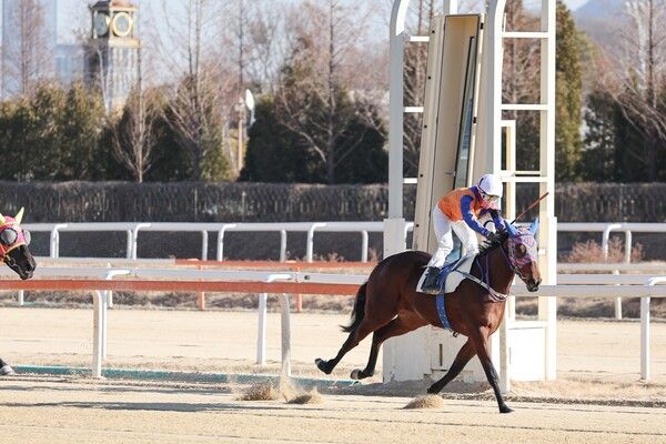 1월 4일 결승선 통과하는 마이티러브와 김태희 기수. /한국마사회 제공