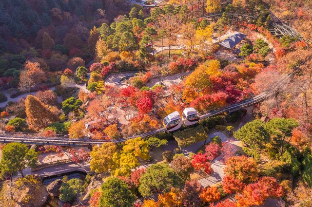 화담숲이 11월 16일까지 '2025년 가을 단풍 축제'를 개최한다. /곤지암리조트 제공