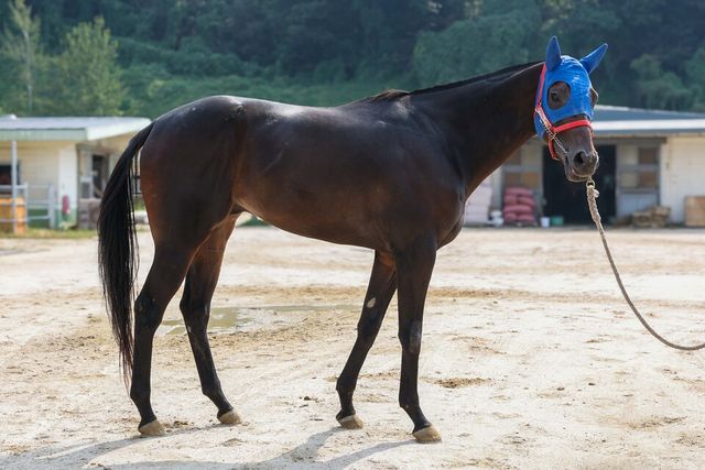 문학보이. /한국마사회 제공