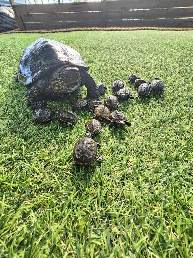 한국남생이보호협회가 국가유산청으로부터 위임받아 우리나라 토종거북 남생이 증식복원을 하고 있다./한국남생이보호협회