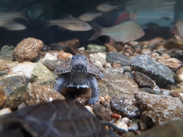 한국남생이보호협회가 국가유산청으로부터 위임받아 우리나라 토종거북 남생이 증식복원을 하고 있다./한국남생이보호협회