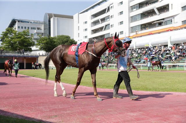 와우와우. /한국마사회 제공