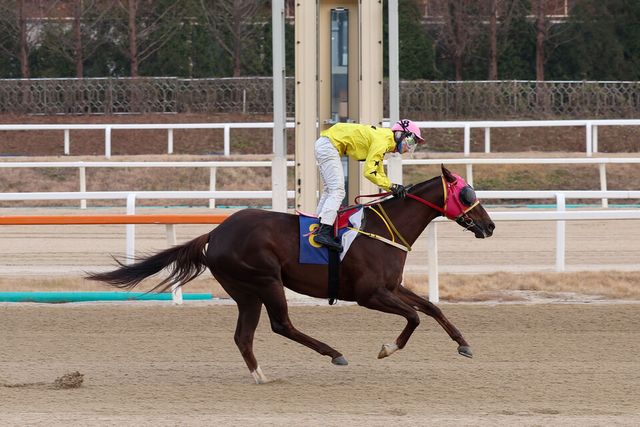 결승선 통과하는 매직포션과 장추열 기수. /한국마사회 제공