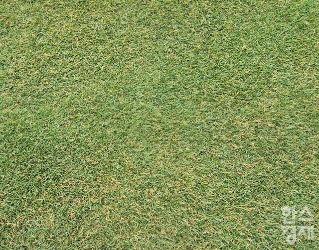 새로운 잔디 보식을 마친 광주월드컵경기장. /류정호 기자