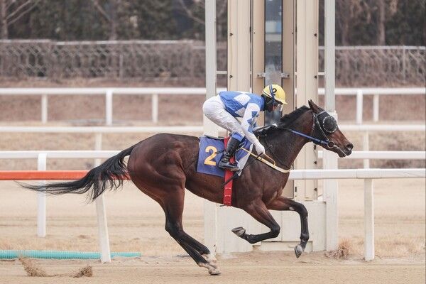2025년 2월16일 세계일보배 우승마 '크라운함성'. /한국마사회 제공