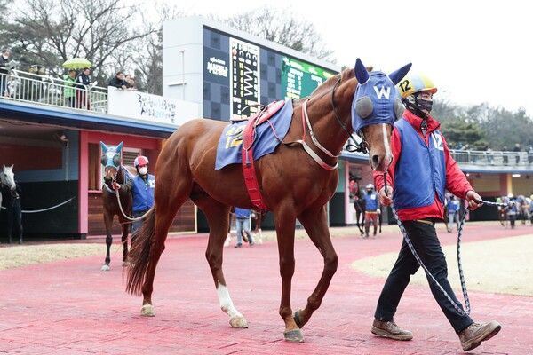 빅스고. /한국 마사회 제공