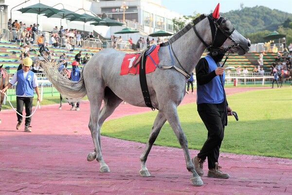 라온포레스트. /한국마사회 제공