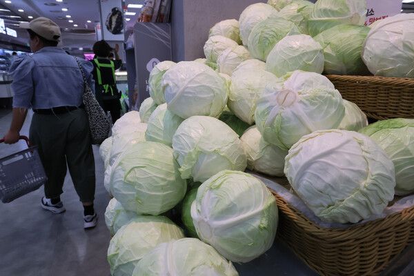 서울 시내 한 대형마트에 진열된 양배추./연합뉴스.