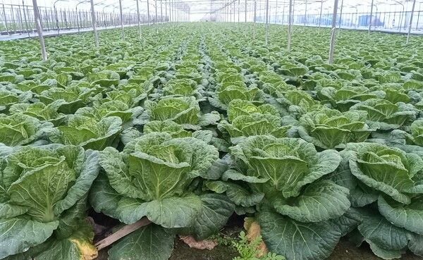 봄 배추밭 전경.