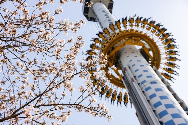 롯데월드에서 즐기는 벚꽃 나들이. 매직아일랜드의 어트랙션 즐기는 손님들. /롯데월드 제공