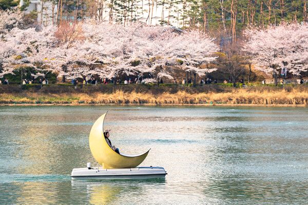 롯데월드에서 즐기는 벚꽃 나들이. 석촌호수 위 매직아일랜드 문보트. /롯데월드 제공