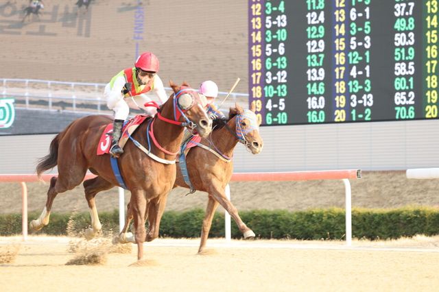 3월 9일 부산일보배 우승마 '빈체로카발로'(3번, 빨간색 모자). /한국마사회 제공