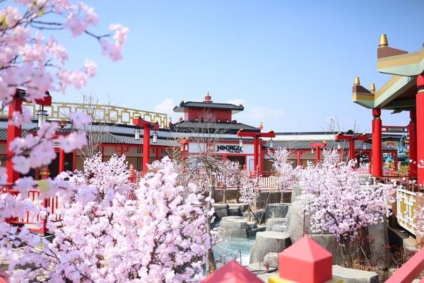 아름다운 핑크빛 벚꽃나무로 가득 채워진 레고랜드 내 닌자고 월드 구역. /레고랜드 코리아 제공