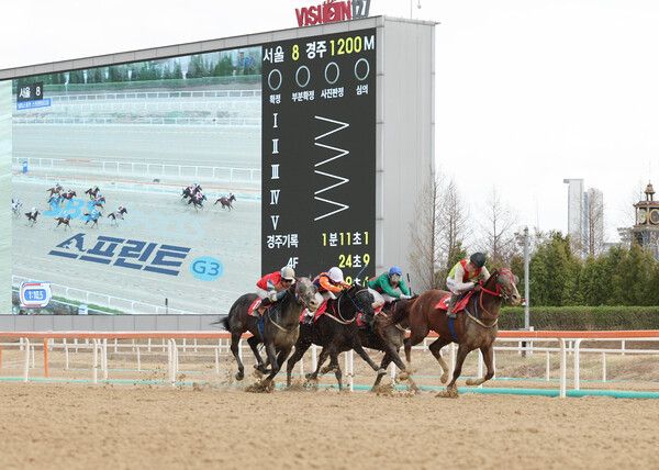 2025년4월13일 제33회 SBS스포츠 스프린트 우승 빈체로카발로, 조재로 기수(4번·검은색 모자). /한국마사회 제공