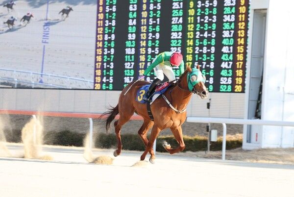 '오아시스블루'. /한국마사회 제공