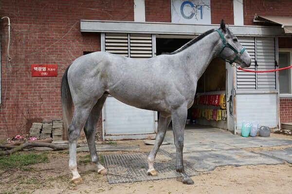 '벌마의엔젤'. /한국마사회 제공