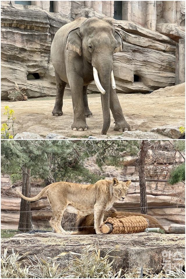 에버랜드 사파리 도보 탐험 '리버 트레일 어드벤처'에서 만나볼 수 있는 말하는 코끼리 '코식이'(위)와 사자(아래). /강상헌 기자