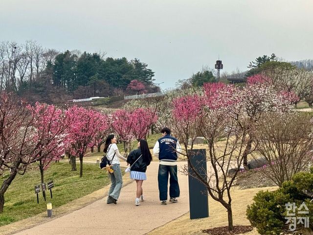 매화가 만발한 에버랜드 하늘정원길. /강상헌 기자