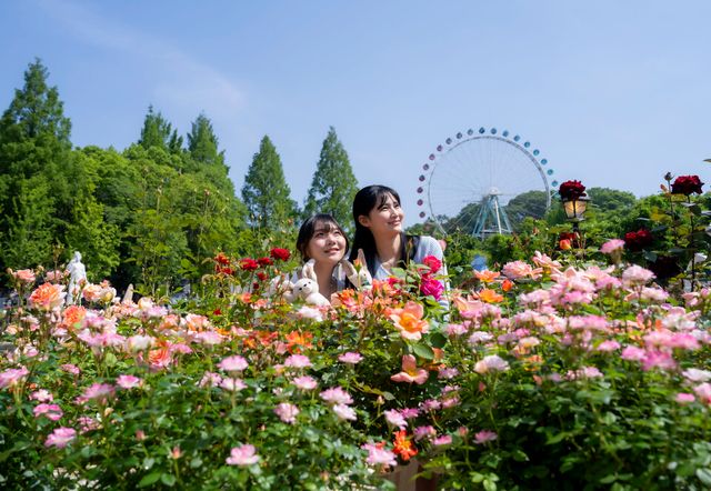 에버랜드 로로티 장미축제 전경. /에버랜드 제공