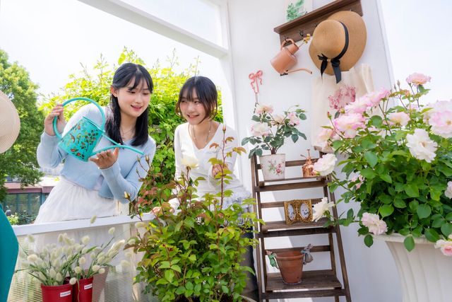 에버랜드 로로티 장미축제 큐피드원 도나 D.로지의 장미 연구소. /에버랜드 제공