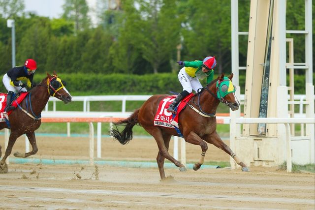 코리안더비 우승한 오아시스블루와 진겸 기수 결승선 통과 직후 세리모니. /한국마사회 제공