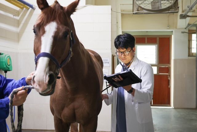 AI기술을 활용해 말을 진료중인 모습. /한국마사회 제공