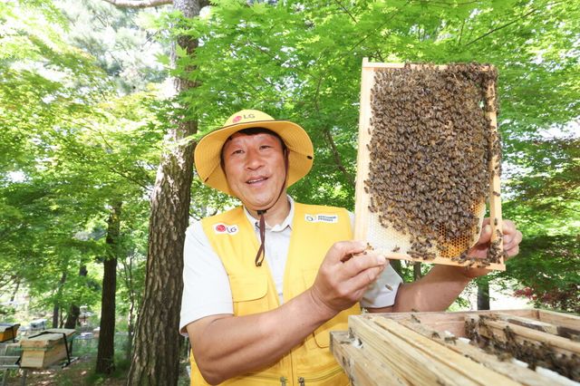 LG가&nbsp;조성한&nbsp;토종&nbsp;꿀벌&nbsp;서식지에서&nbsp;김대립&nbsp;명인이&nbsp;꿀벌통을&nbsp;들어&nbsp;보이고&nbsp;있다./LG&nbsp;
