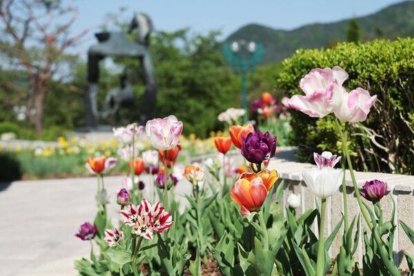한국마사회 본관 앞 정원에 핀 튤립. /한국마사회 제공