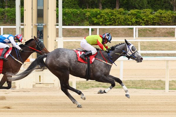 2025년4월27일 제36회 뚝섬배 즐거운여정과 서승운 기수 결승선 통과장면. /한국마사회 제공